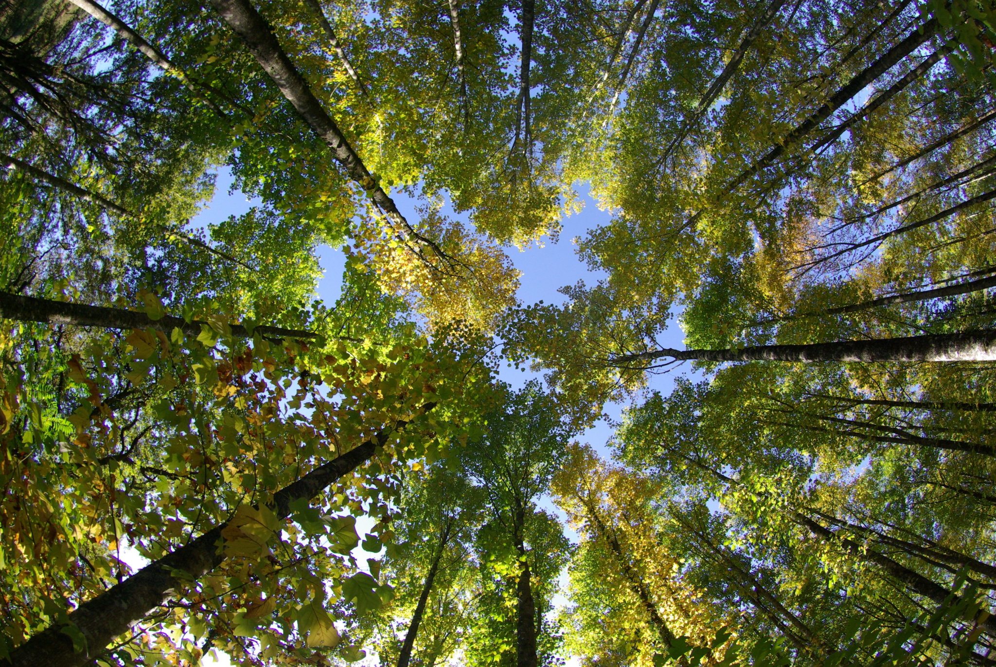 Agence Boinet - Importateur de Bois France