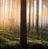 Forêt bois du nord